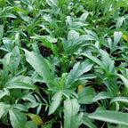 Ratibida columnifera