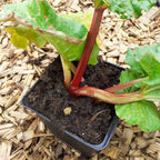 Rheum rhabarbarum – Krauser Rhabarber