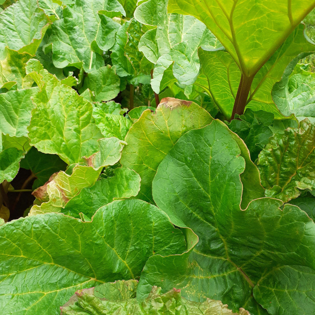 Rheum rhabarbarum – Krauser Rhabarber