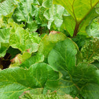 Rheum rhabarbarum – Krauser Rhabarber