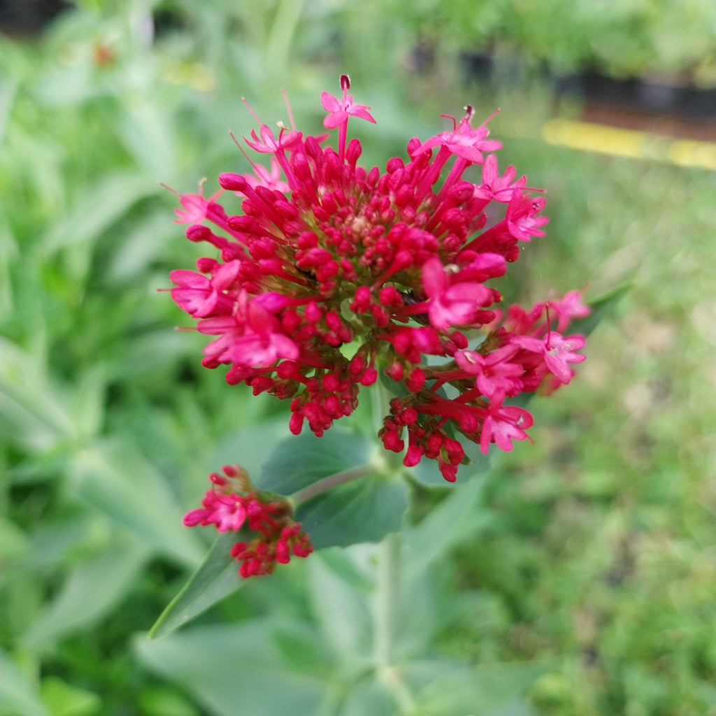 Rotblühende Spornblume