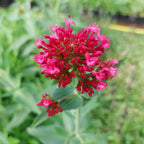 Rotblühende Spornblume