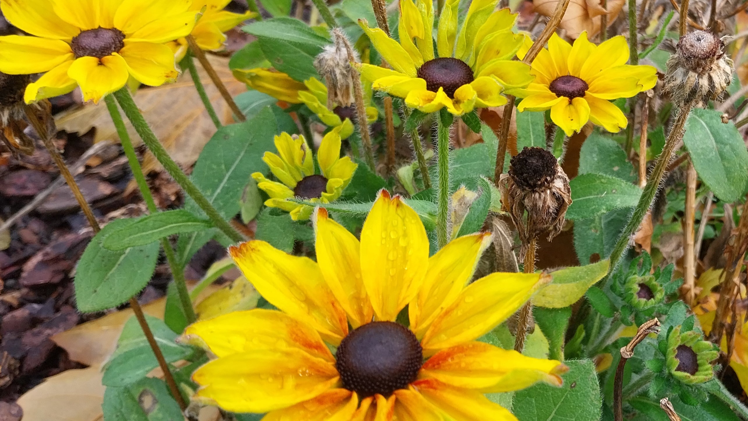 Rudbeckia Gelbe Staude
