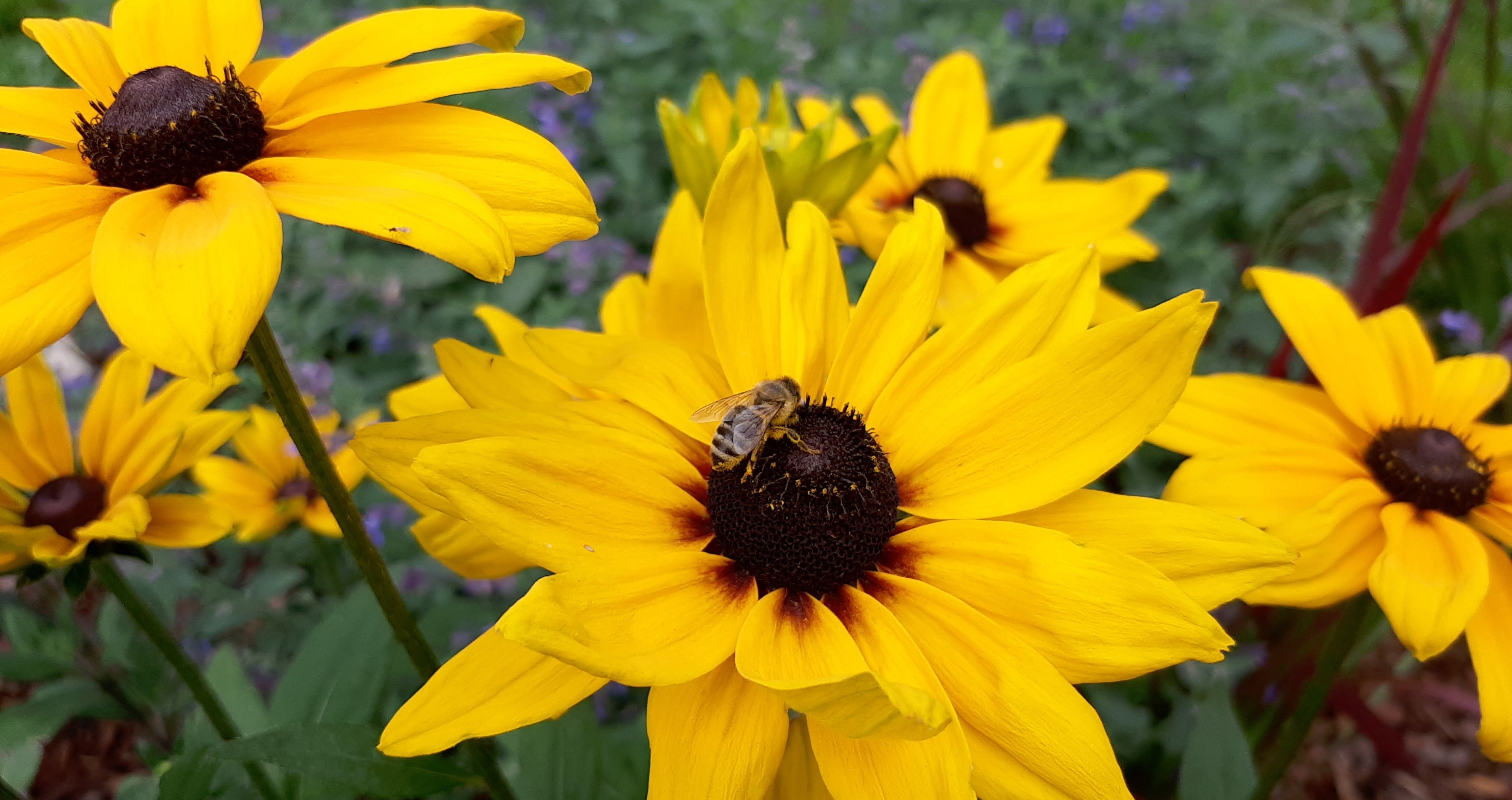 Rudbeckia Sonnenhut gelb