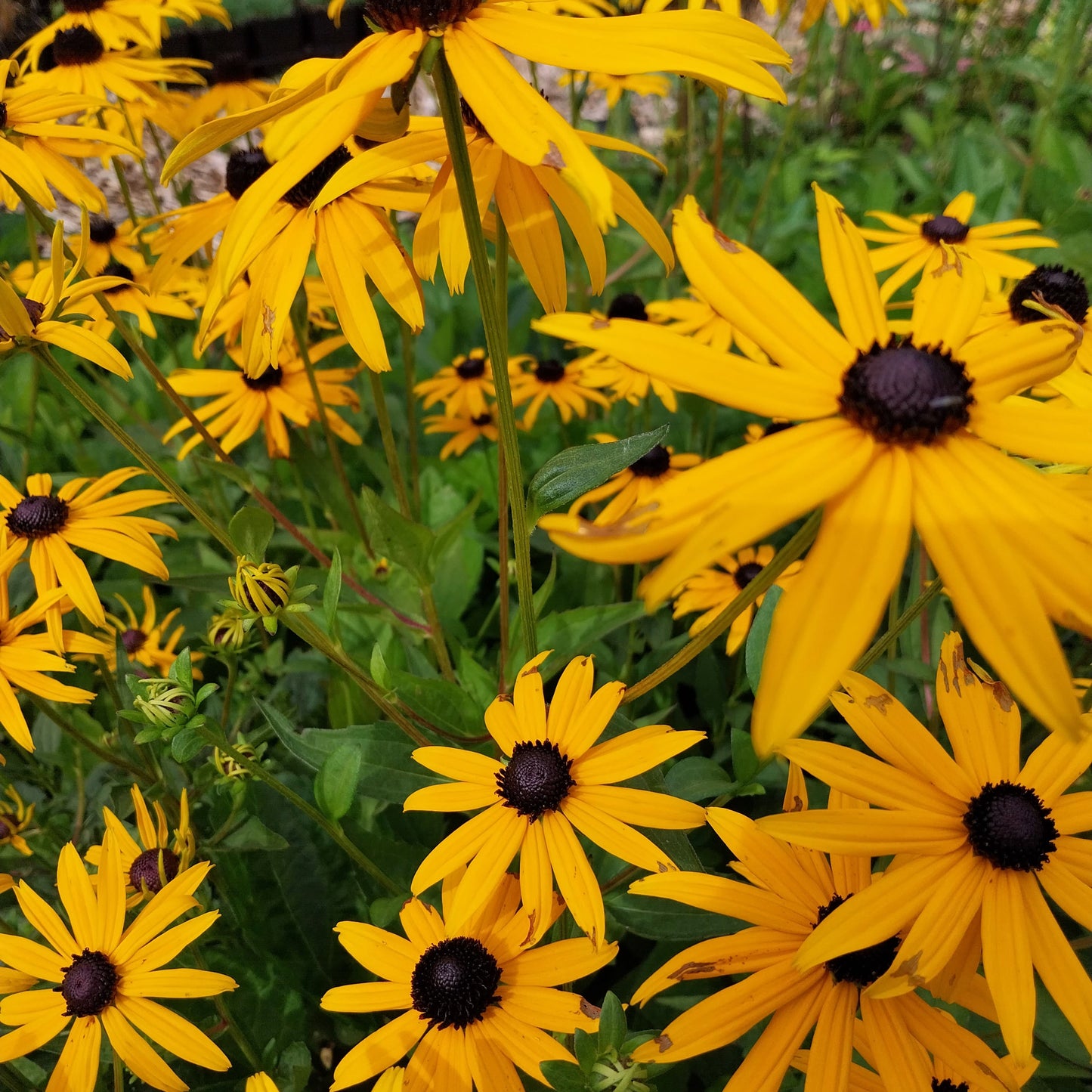 Rudbeckia fulgida var. sullivantii 'Goldsturm' Leuchtender Sonnenhut