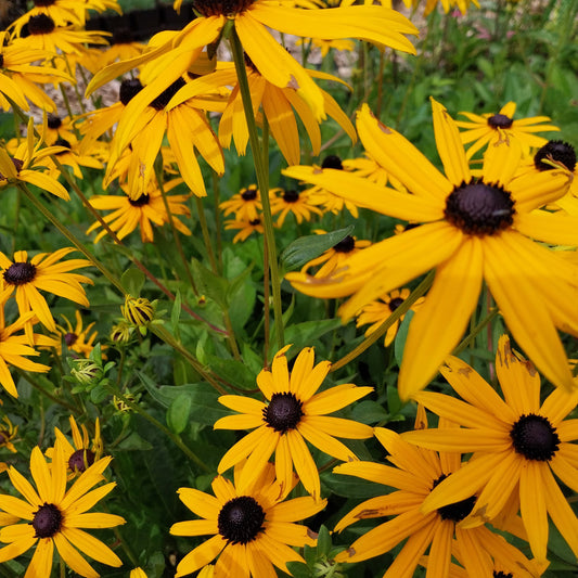 Rudbeckia fulgida var. sullivantii 'Goldsturm' Leuchtender Sonnenhut
