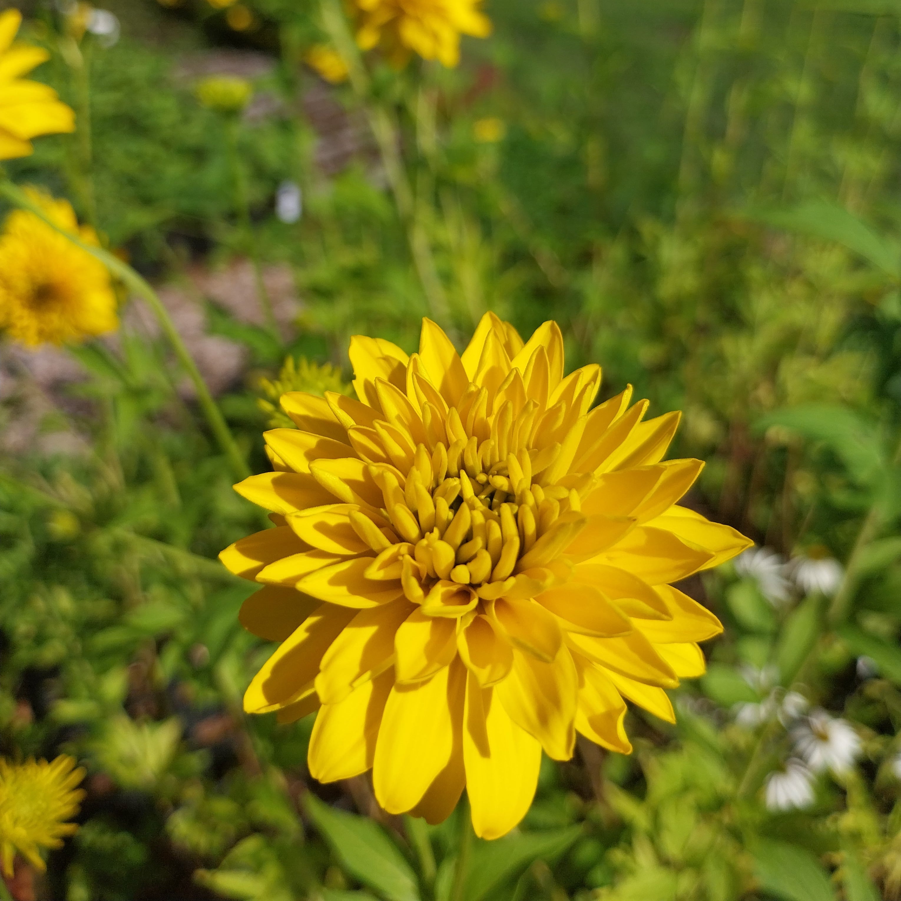 Rudbeckia laciniata 'Goldball'