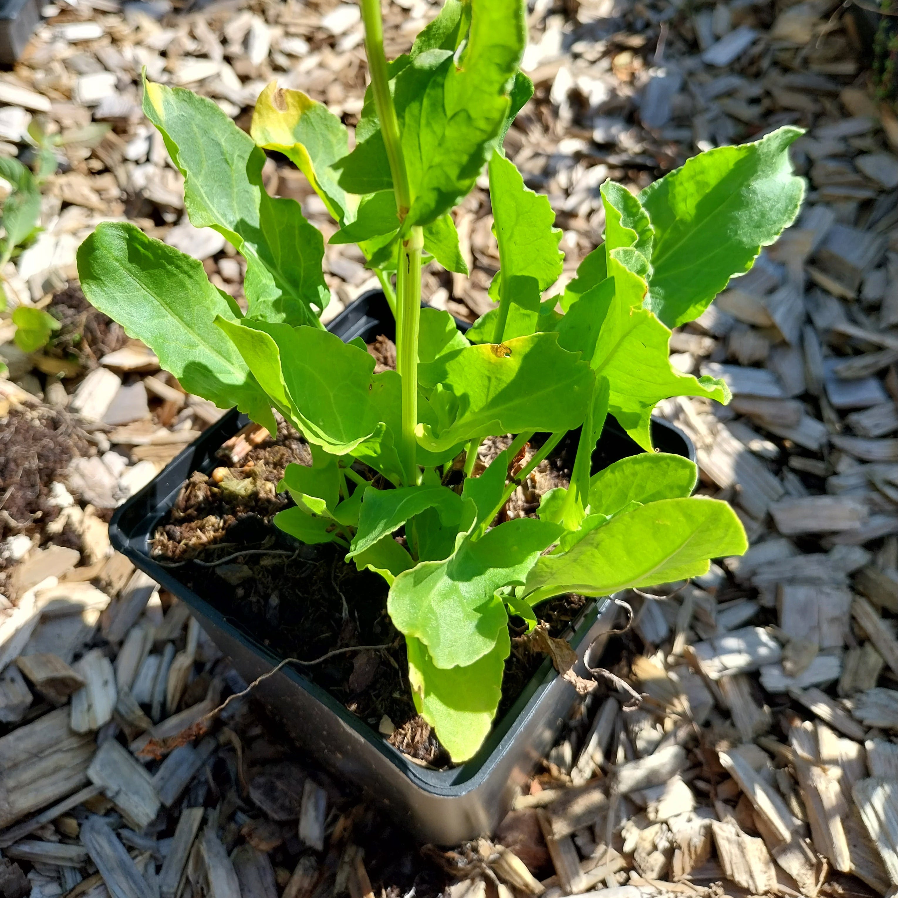 Rumex rugosus – Sauer-Ampfer