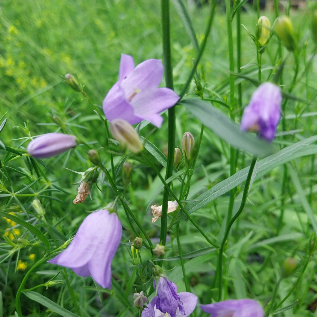 Rundblättrige Glockenblume
