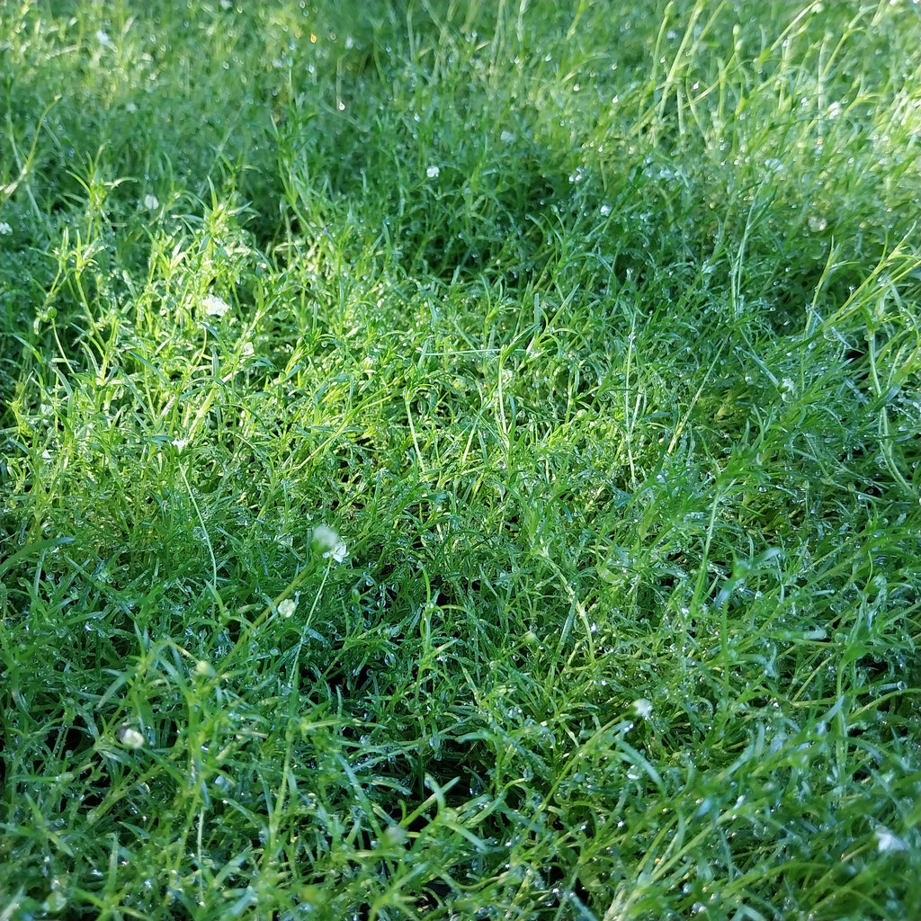 Sagina subulata Sternmoos / Pfriemen-Mastkraut