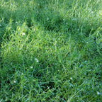 Sagina subulata Sternmoos / Pfriemen-Mastkraut