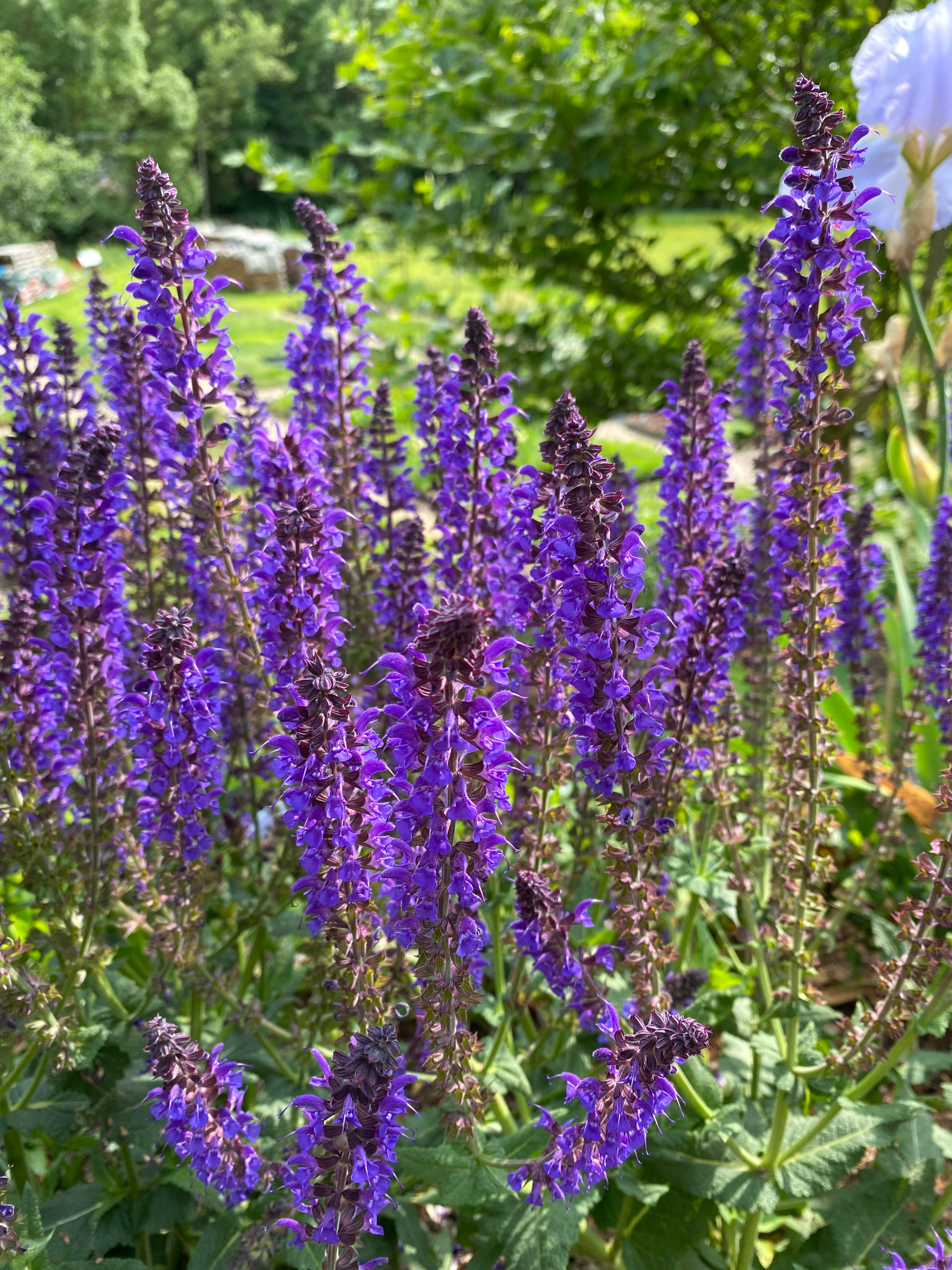 Salbei- Salvia Ostfriesland im Garten 