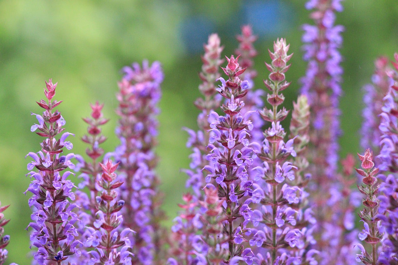 Salbei (Salvia) in Blüte