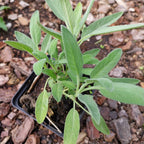Salvia apiana Weißer Salbei / Räuchersalbei