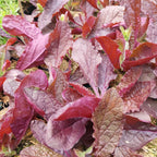 Salvia lyrata 'Purple Knockout' Gefiederter Salbei