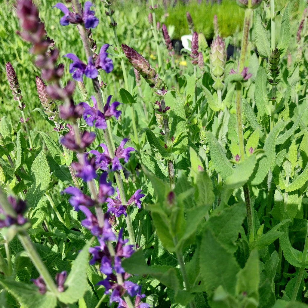 Salvia nemorosa ‚Blaukönigin‘