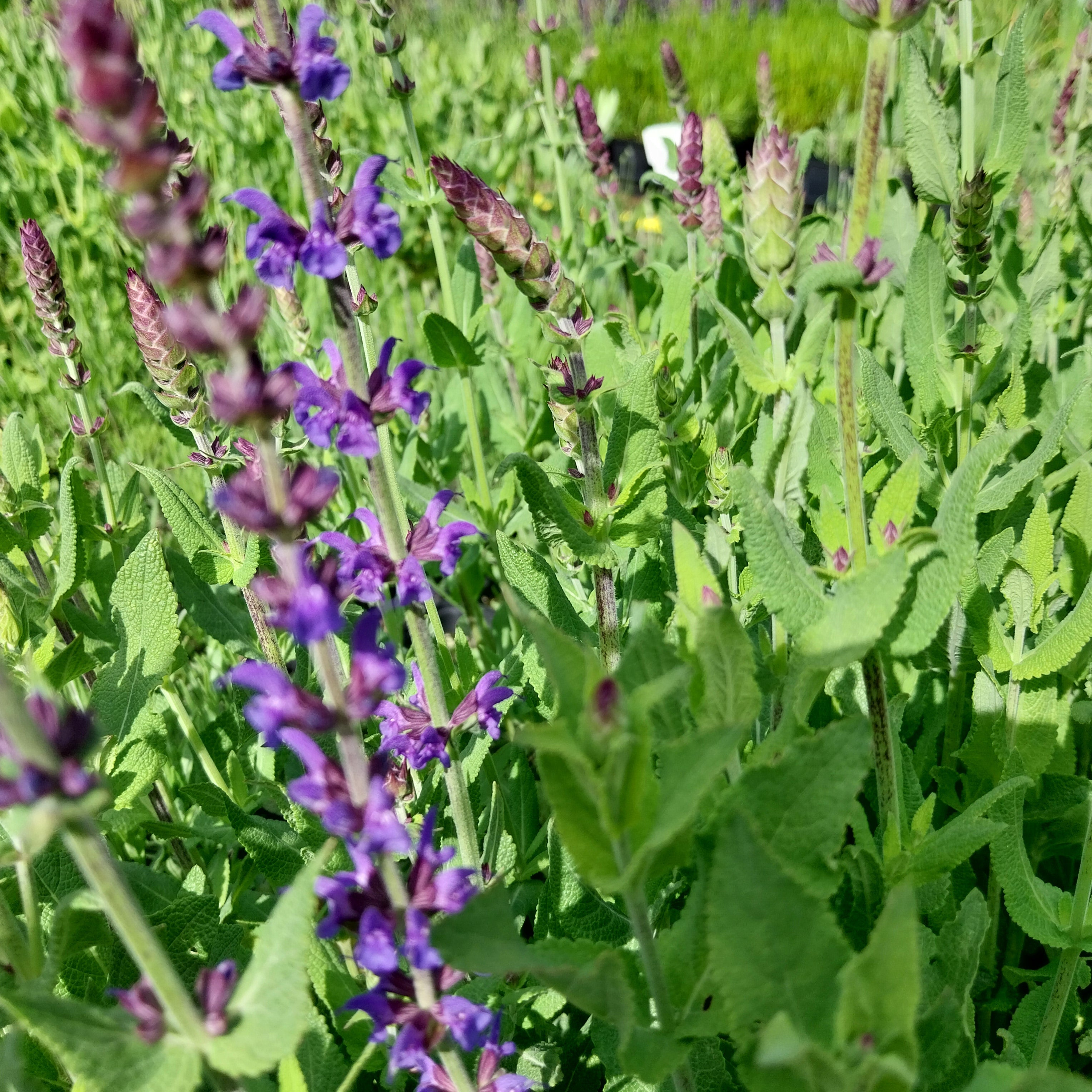 Salvia nemorosa ‚Blaukönigin‘