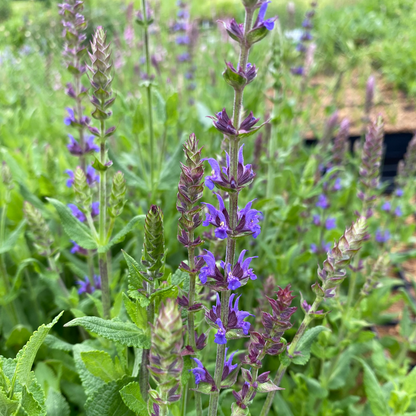 Salvia nemorosa 'Blaukönigin' Salbei