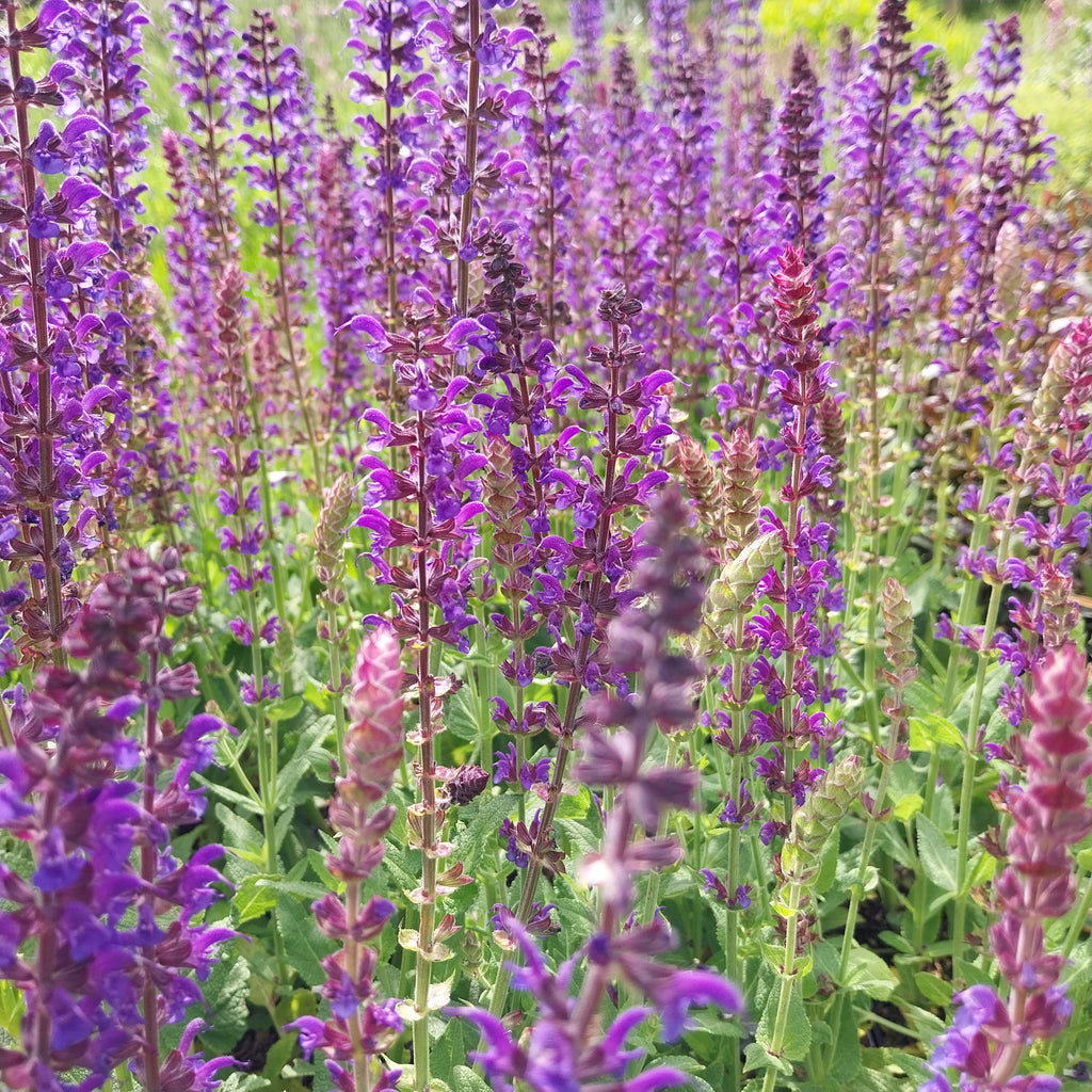Salvia nemorosa 'Mainacht'