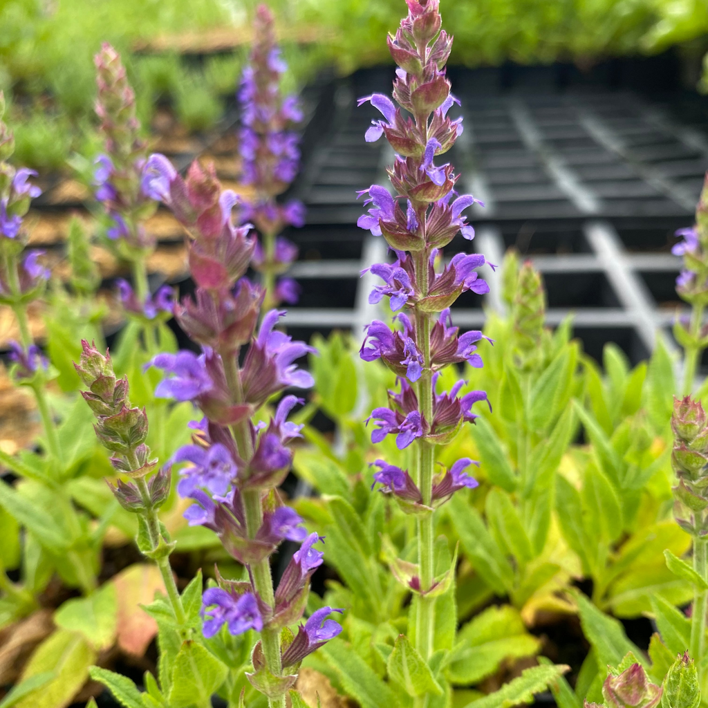 Salvia nemorosa ‘Mainacht’ – Garten-Blüten-Salbei Blüte