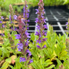 Salvia nemorosa ‘Mainacht’ – Garten-Blüten-Salbei Blüte