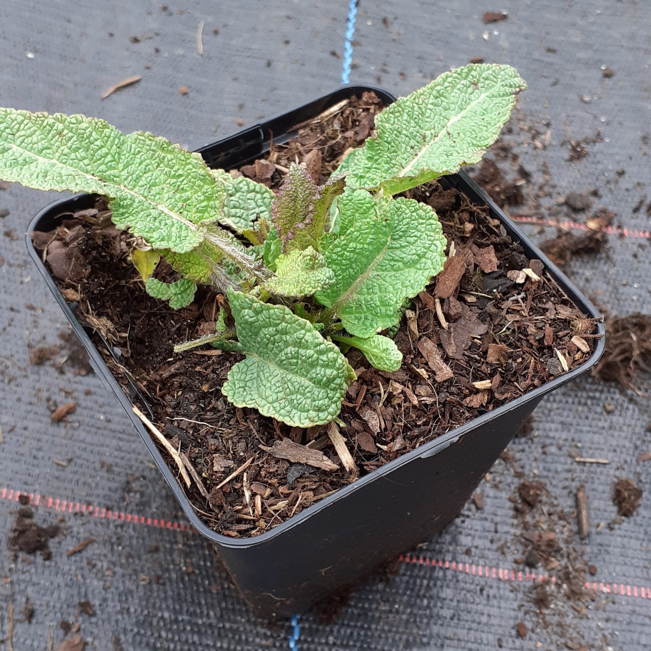 Salvia nemorosa ‘Mainacht’ – Garten-Blüten-Salbei im Topf