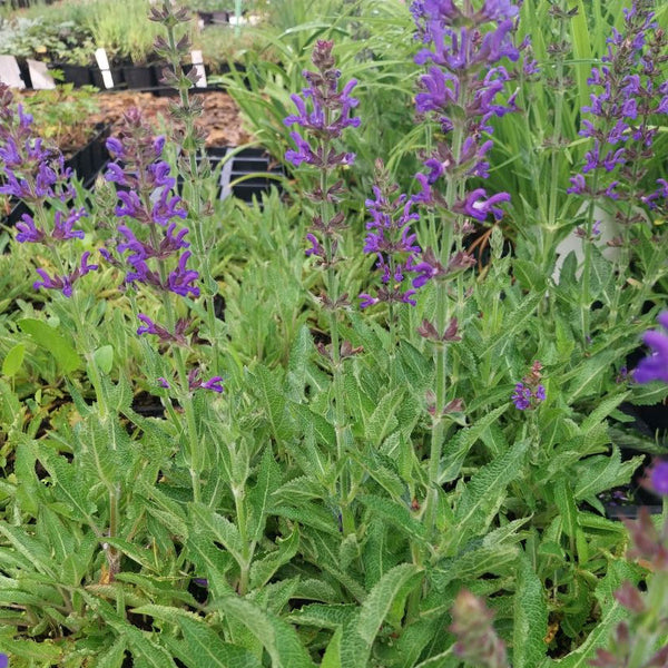 Salvia nemorosa 'Rügen'