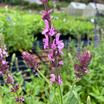 Salvia nemorosa 'Rosakönigin' Blüten-Salbei