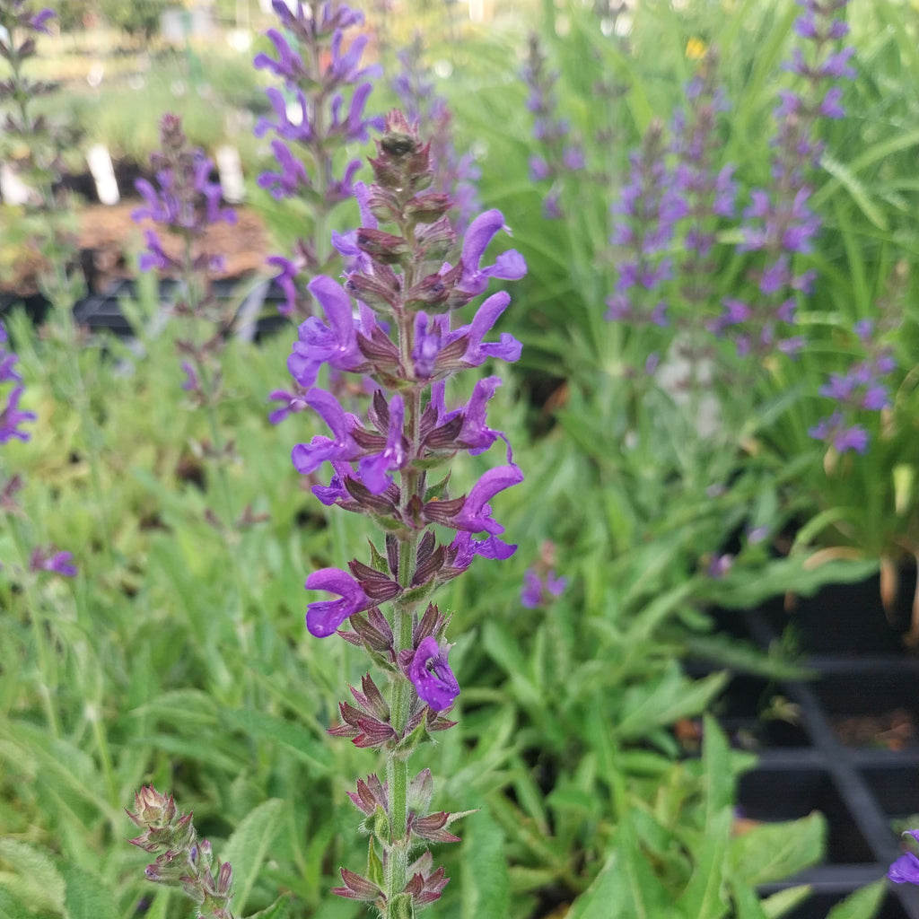 Salvia nemorosa 'Rügen'