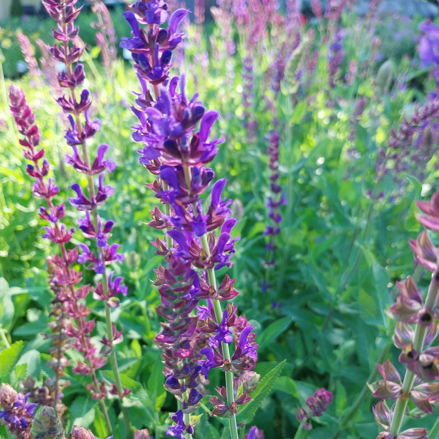 Salvia nemorosa 'Violettkönigin' Steppensalbei