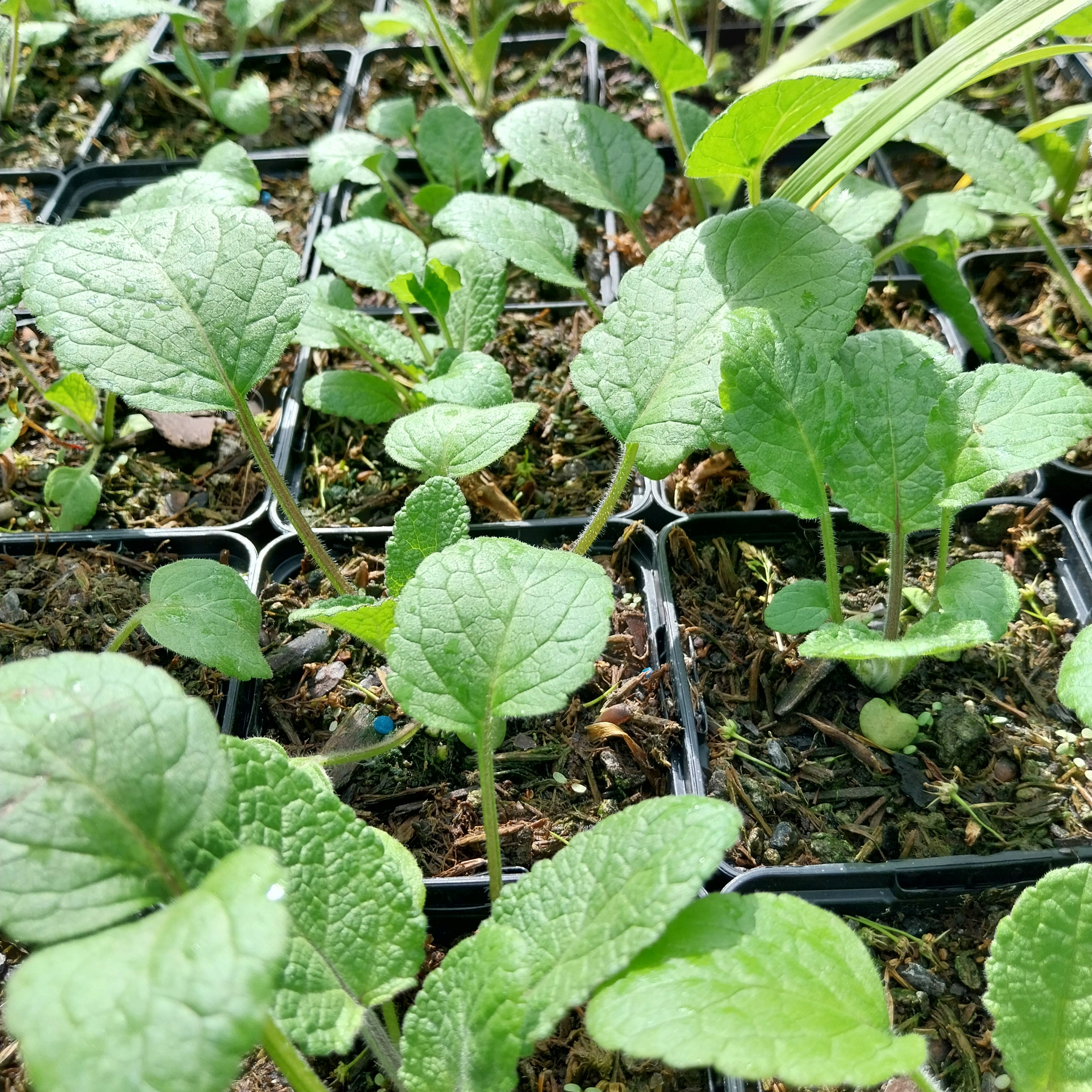 Salvia przewalskii Tibet-Salbei