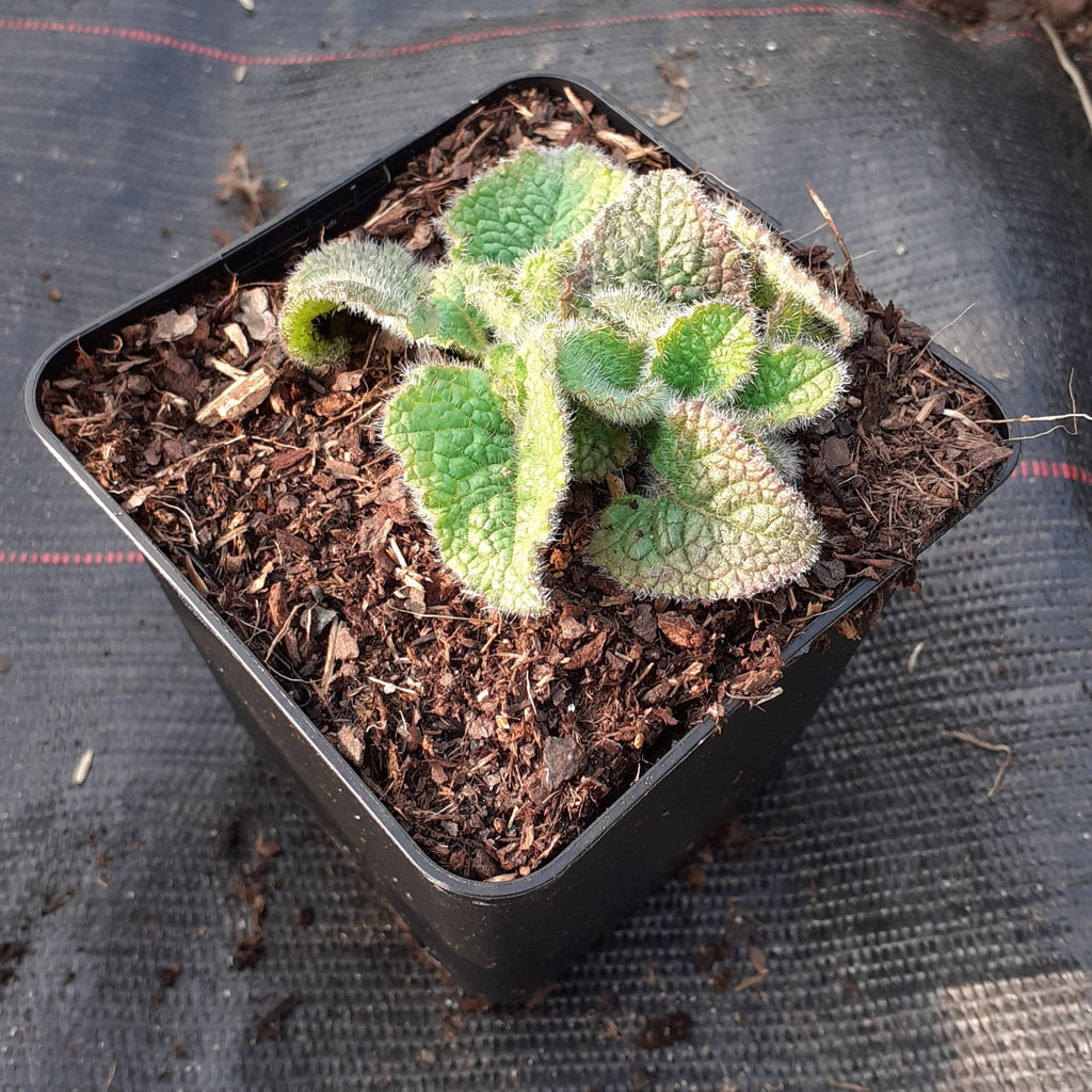 Salvia verticillata ‘Purple Rain’ – Quirlblütiger Garten-Salbei im Topf