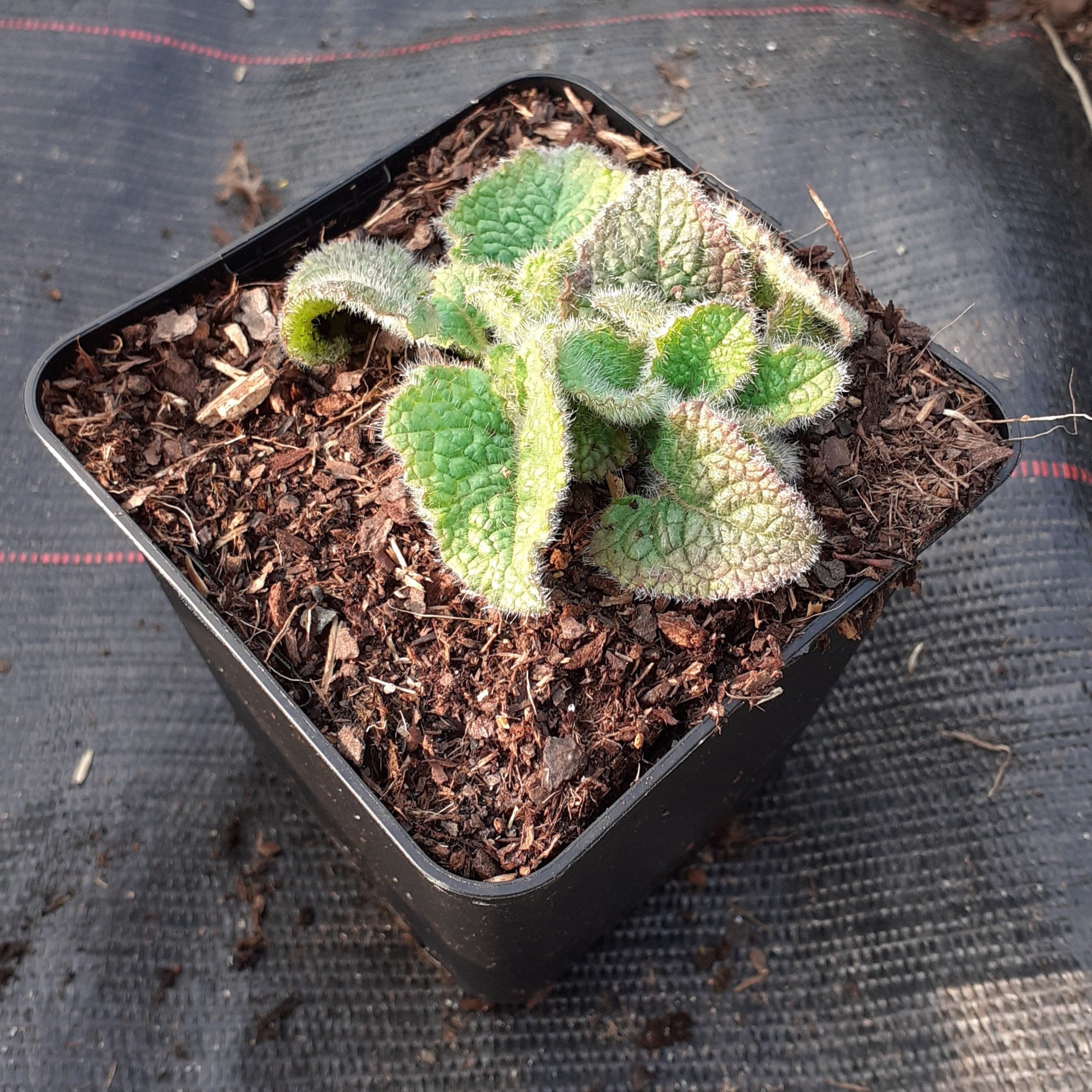 Salvia verticillata ‘Purple Rain’ – Quirlblütiger Garten-Salbei im Topf