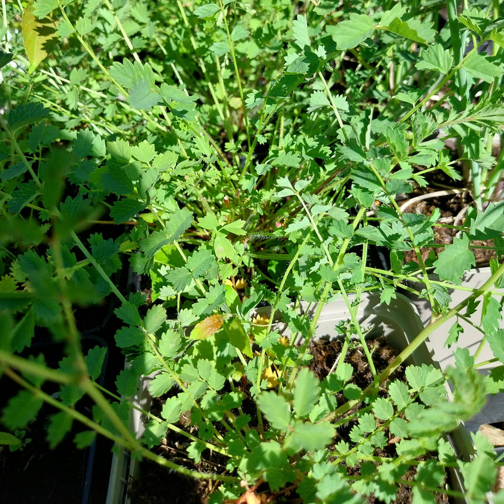 Sanguisorba minor – Kleiner Wiesenknopf