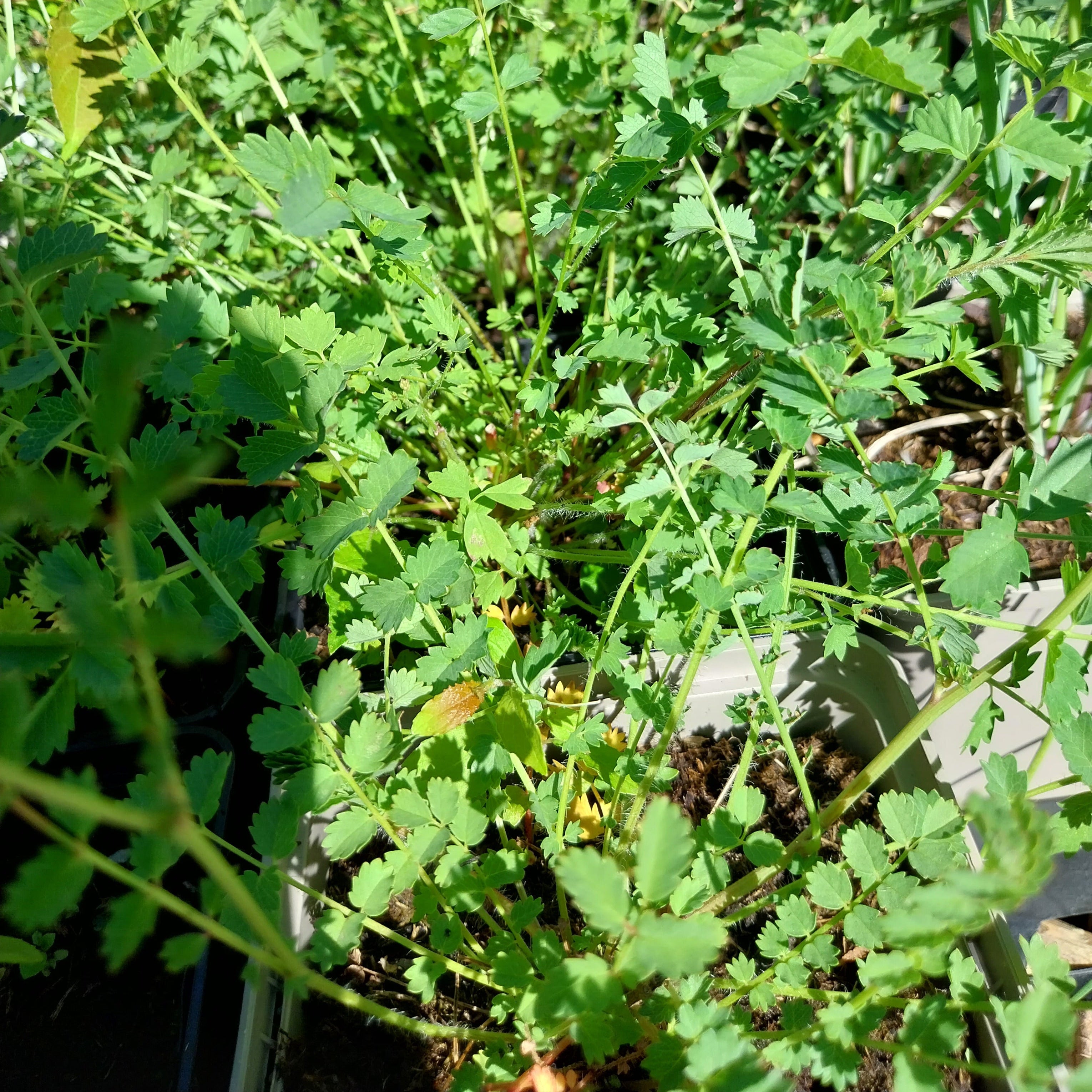 Sanguisorba minor – Kleiner Wiesenknopf