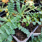 Sanguisorba minor – Kleiner Wiesenknopf im Topf