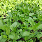 Saponaria ocymoides 'Kissen-Seifenkraut