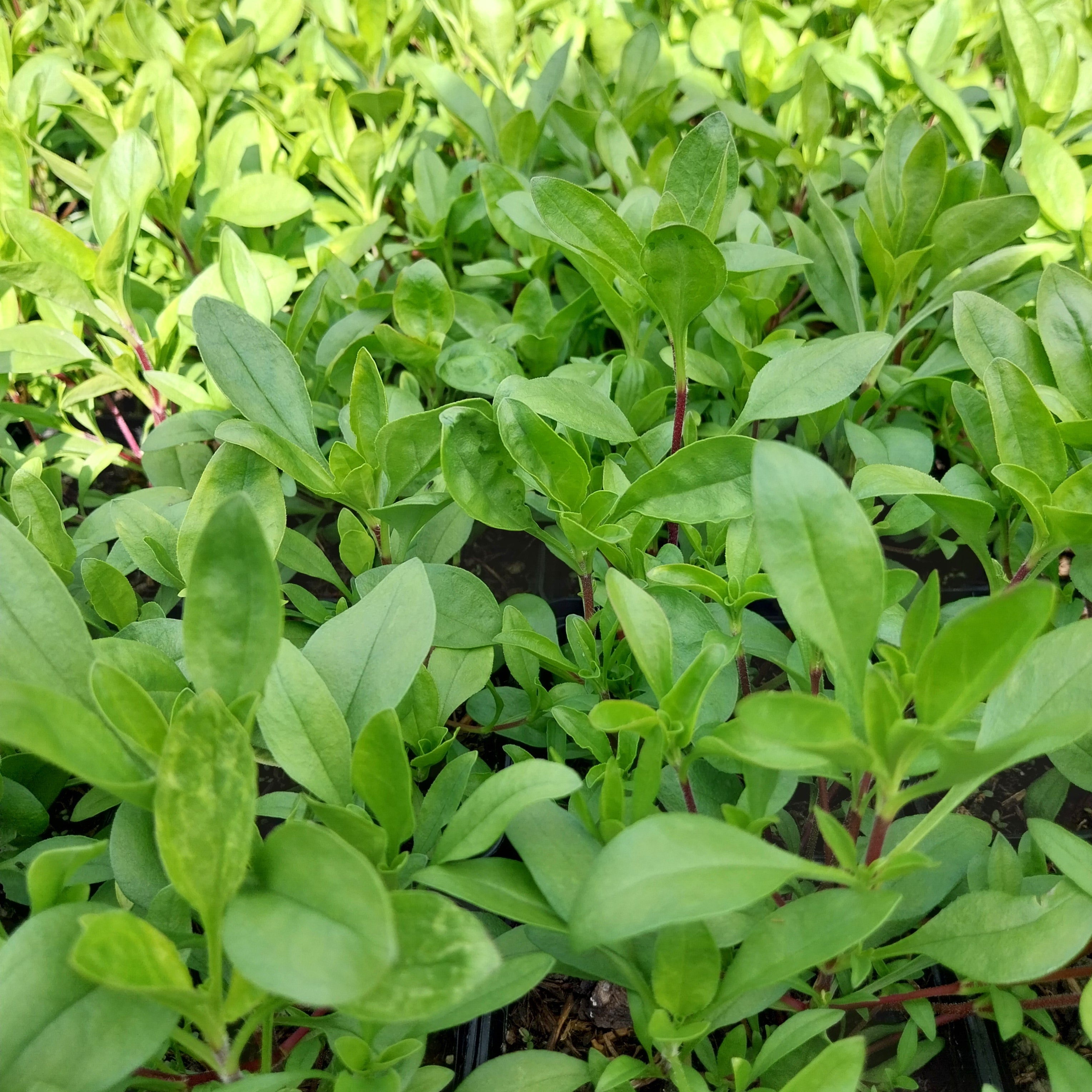 Saponaria ocymoides 'Kissen-Seifenkraut
