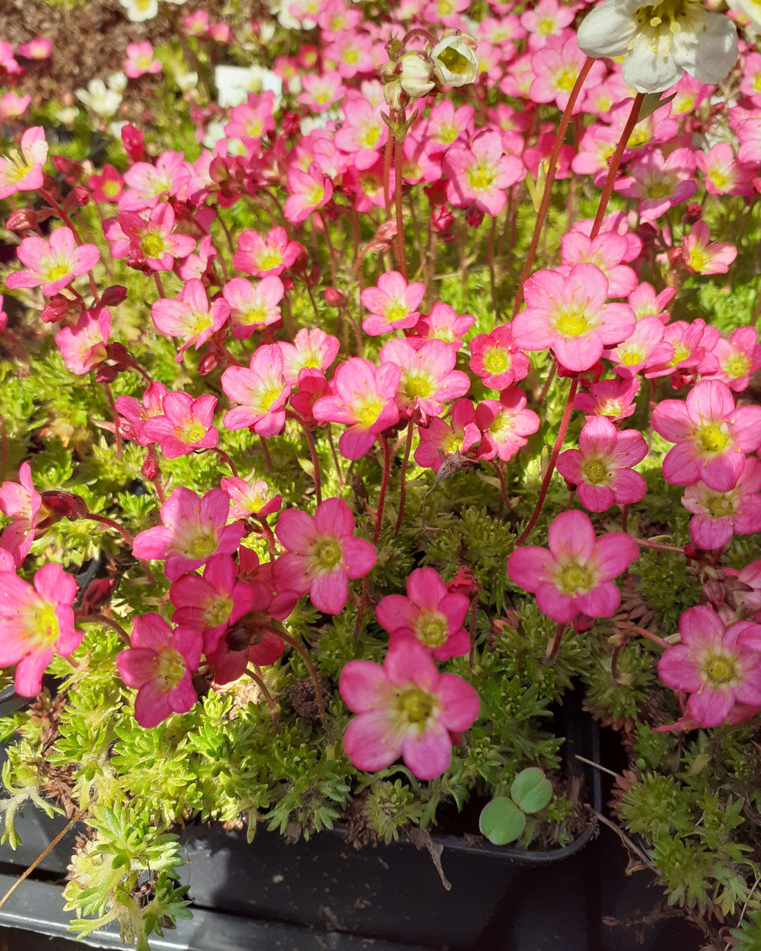 Saxifraga arendsii 'Pixie' Moos-Steinbrech in Blüte