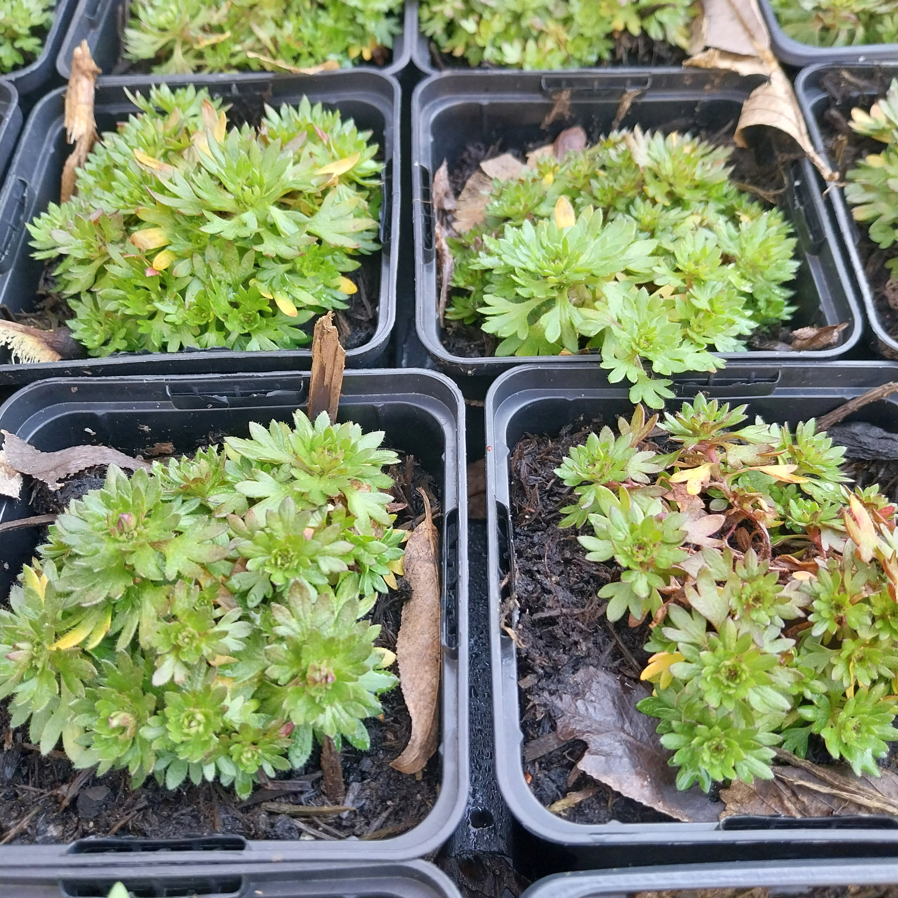 Saxifraga × arendsii 'Purpurteppich'