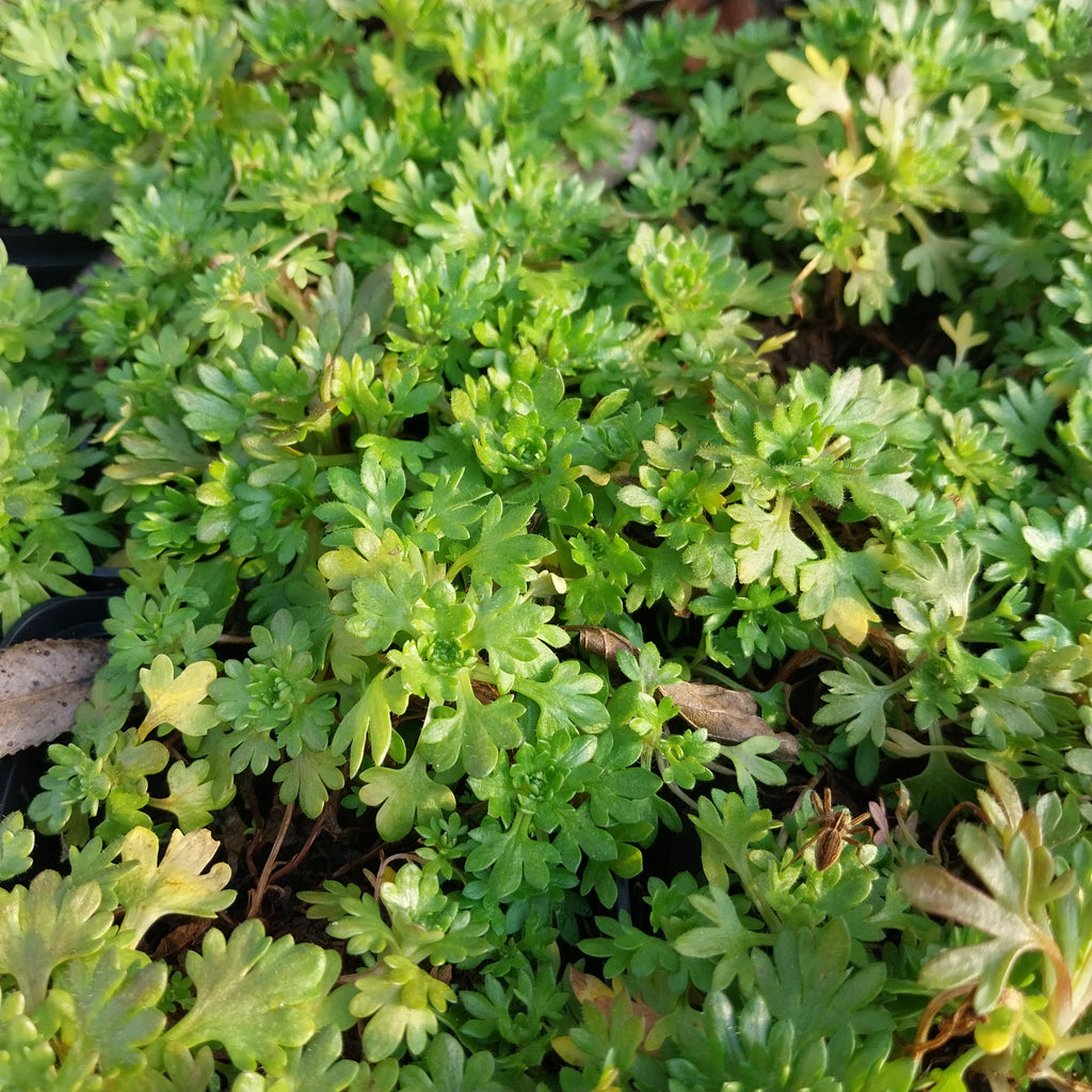 Saxifraga × arendsii 'Schneeteppich'