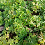 Saxifraga × arendsii 'Schneeteppich'