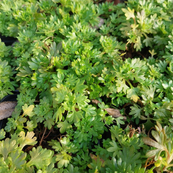 Saxifraga × arendsii 'Schneeteppich'