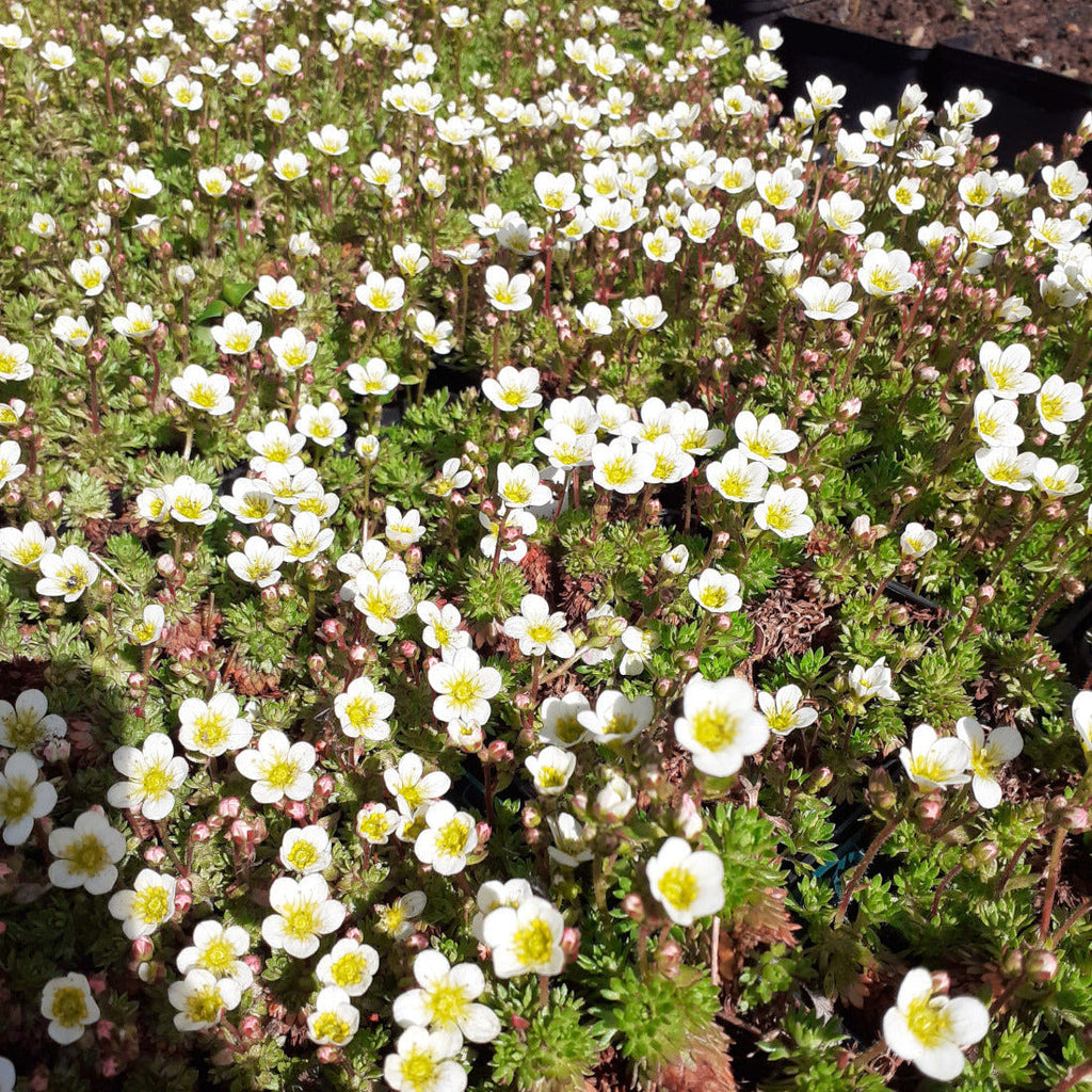 Saxifraga arendsii 'Stansfieldii' Moos-Steinbrech in Blüte