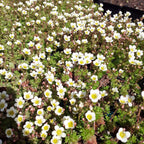 Saxifraga arendsii 'Stansfieldii' Moos-Steinbrech in Blüte