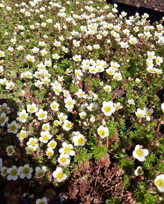 Saxifraga arendsii 'Stansfieldii' Moos-Steinbrech in Blüte