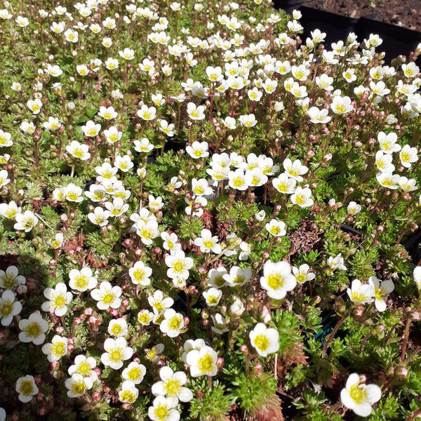 Saxifraga arendsii 'Stansfieldii' Moos-Steinbrech in Blüte