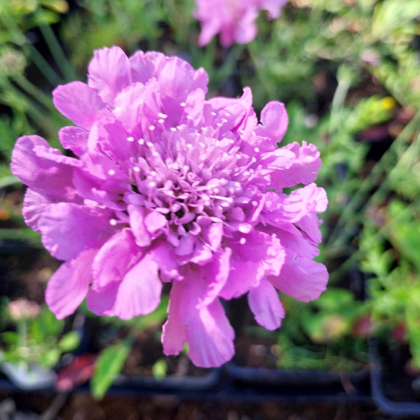 Scabiosa columbaria 'Pink Mist' Tauben-Skabiose