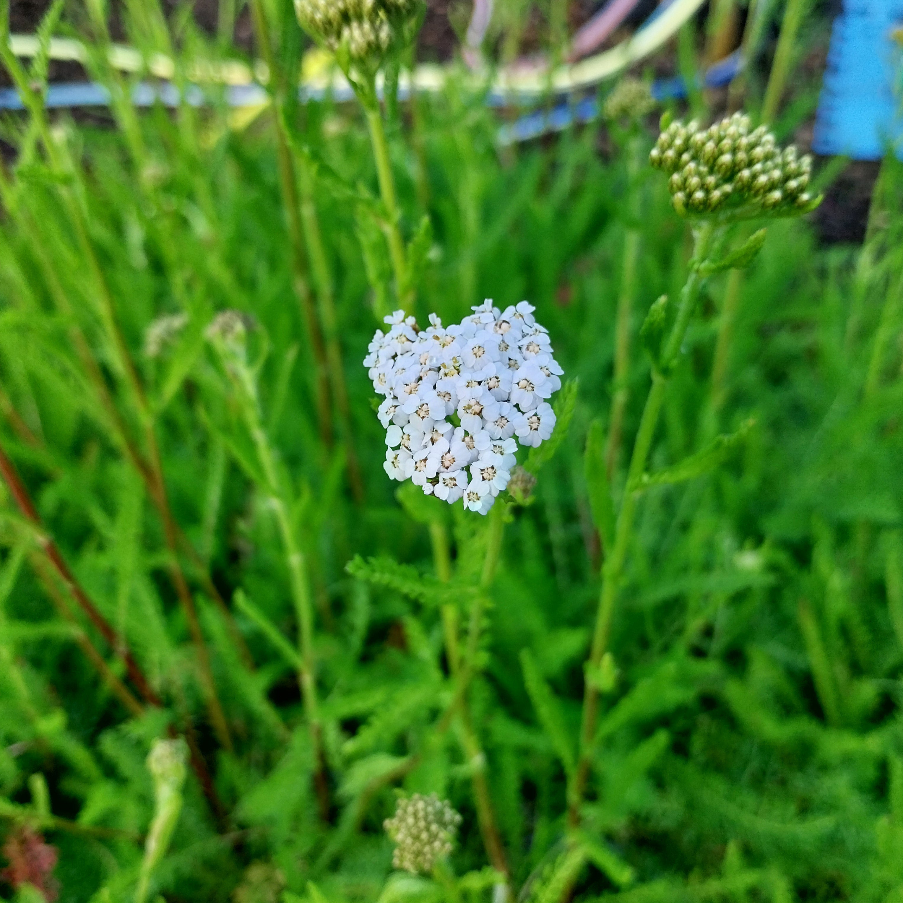  Schafgarbe 