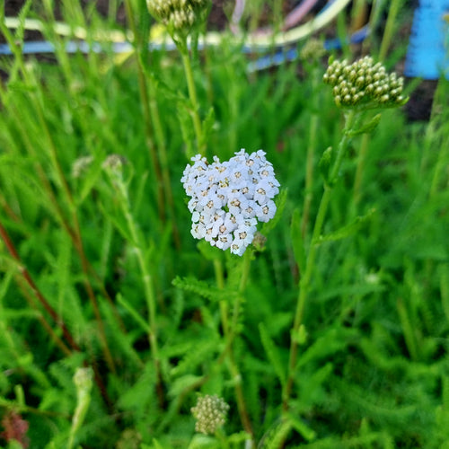  Schafgarbe 